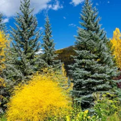 Colorado Blue Spruce Tree 8 Colorado Blue Spruce Tree -Foliagez Sales Colorado BLue Spruce 4 FGT