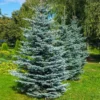 Colorado Blue Spruce Tree -Foliagez Sales Colorado BLue Spruce 600x600 FGT