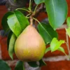 Comice Pear Tree -Foliagez Sales Comice Pear FGT 600x600 60b83431 5172 4869 a985 6d5b77fbab58