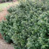 Compacta Japanese Holly Shrub -Foliagez Sales Compacta Holly 600x600 e05b0316 28ef 4fcf 94c4 5087edca450f