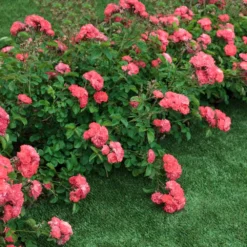 Coral Drift® Rose 7 Coral Drift® Rose -Foliagez Sales Coral Drift Rose 2 FGT