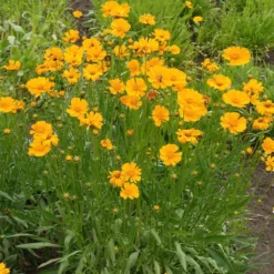 Nana Coreopsis (Tickseed) Plant -Foliagez Sales Coreopsis Nana 1