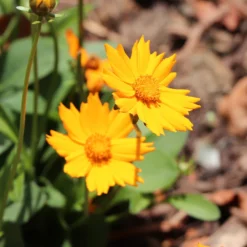Nana Coreopsis (Tickseed) Plant -Foliagez Sales Coreopsis Nana 2 FGT