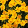 Nana Coreopsis (Tickseed) Plant -Foliagez Sales Coreopsis Nana 600x600 3216ecdb 069d 476d 8860 390f66c2a251
