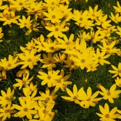 Threadleaf Coreopsis Plant 9 Threadleaf Coreopsis Plant -Foliagez Sales Coreopsis Zagreb 1