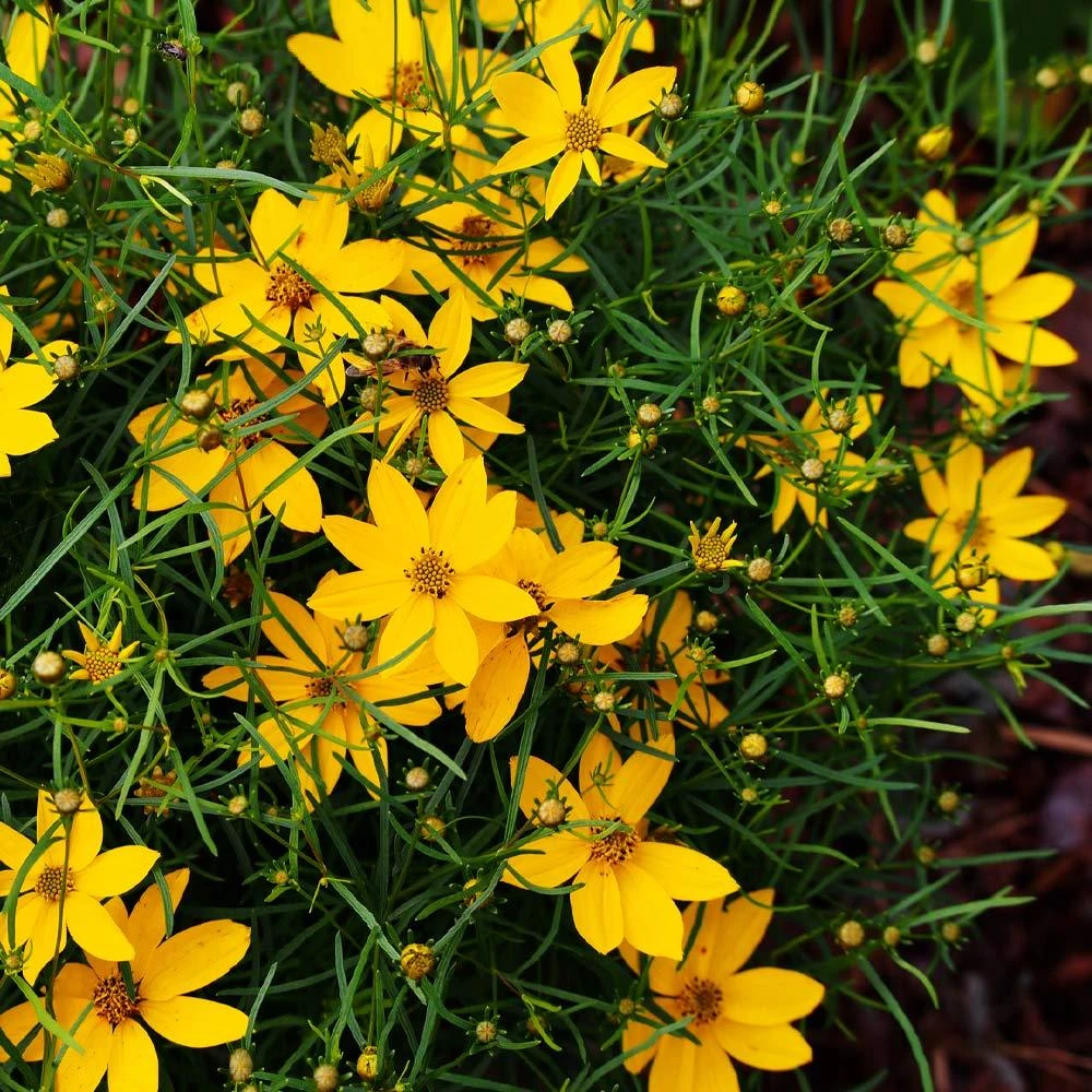 Threadleaf Coreopsis Plant 5 Threadleaf Coreopsis Plant - Image 3