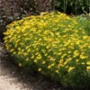 Threadleaf Coreopsis Plant -Foliagez Sales Coreopsis Zagreb FGT 600x600 508dfc5b 31d0 4725 bf88 cbef6fa5488c