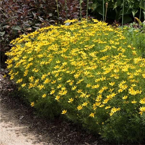 Threadleaf Coreopsis Plant 3 Threadleaf Coreopsis Plant