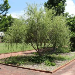 Corkscrew Willow Tree -Foliagez Sales Corkscrew Willow 1