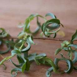 Corkscrew Willow Tree -Foliagez Sales Corkscrew Willow 2