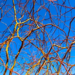 Corkscrew Willow Tree -Foliagez Sales Corkscrew Willow 6