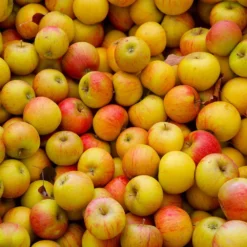 Cox's Orange Pippin Apple Tree -Foliagez Sales Coxs Orange Pippen 2