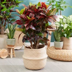 Sunset Hues House Plant Kit -Foliagez Sales Croton Petra 1 FGT 445f7f6a 00f4 451b a6b3 3f52129ac266