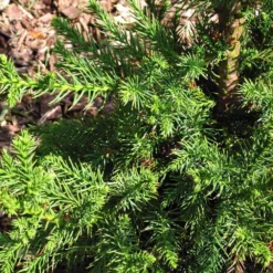 Black Dragon Cryptomeria 8 Black Dragon Cryptomeria -Foliagez Sales Cryptomeria Black Dragon 3