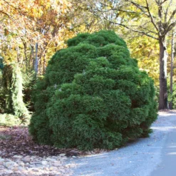 Cryptomeria 'Globosa Nana' Shrub -Foliagez Sales Cryptomeria Radicans 1 5a013f2a 9f79 4f42 98de 73ba60d03d17