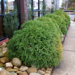 Cryptomeria 'Globosa Nana' Shrub -Foliagez Sales Cryptomeria Radicans 2 3165d994 5f65 4559 9565 a9ab498ac1dd