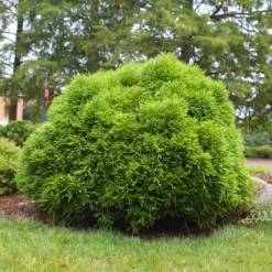 Cryptomeria 'Globosa Nana' Shrub -Foliagez Sales Cryptomeria Radicans 3