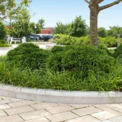 Cryptomeria 'Globosa Nana' Shrub -Foliagez Sales Cryptomeria Radicans 5 1b1b9abd 7f86 4bef bc80 cb1e72effa46