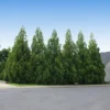 Cryptomeria Radicans 2 Cryptomeria Radicans -Foliagez Sales Cryptomeria Radicans 600x600 f0794d61 8be6 47dd 9184 058f95af30dd