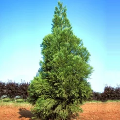 Yoshino Japanese Cedar -Foliagez Sales Cryptomeria Yoshino 1