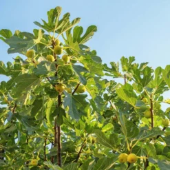 Desert King Fig Tree 8 Desert King Fig Tree -Foliagez Sales DEsert King FIg 1