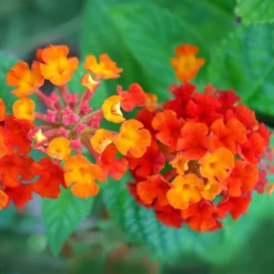 Dallas Red Lantana -Foliagez Sales Dallas Red lantana 7 FGTjpg
