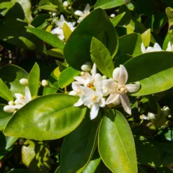 Dancy Tangerine Tree -Foliagez Sales Dancy Tangerine 7