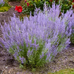 Denim 'n Lace Russian Sage 8 Denim 'n Lace Russian Sage -Foliagez Sales DenimandLace Sage 2 FGT