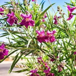 Bubba Jones Desert Willow -Foliagez Sales Desert WIllow Bubba Jones 1