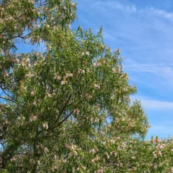 Bubba Desert Willow 8 Bubba Desert Willow -Foliagez Sales Desert Willow Bubba 1