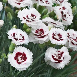 Scent First® Coconut Surprise Dianthus Plant -Foliagez Sales Dianthus Coconut Sundae 2