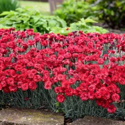 Fruit Punch® ‘Maraschino’ Dianthus -Foliagez Sales Dianthus Fruit Punch 2