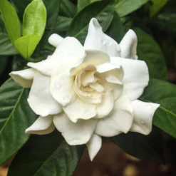 Double Blooming Gardenia Tree -Foliagez Sales Double Blooming Gardenia 3 FGT