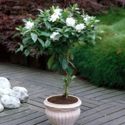 Double Blooming Gardenia Tree -Foliagez Sales Double Blooming Gardenia 6 FGT