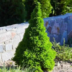 Dwarf Alberta Spruce -Foliagez Sales Dwarf ALberta ALberta Spruce 3 FGT