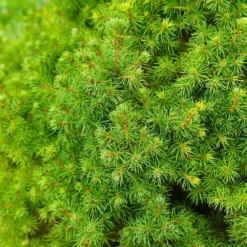 Dwarf Alberta Spruce -Foliagez Sales Dwarf ALberta ALberta Spruce 6