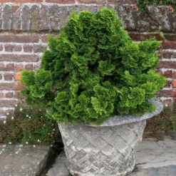 Dwarf Hinoki Cypress Shrub -Foliagez Sales Dwarf Hinoki Cypress 2