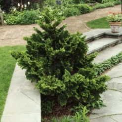 Dwarf Hinoki Cypress Shrub -Foliagez Sales Dwarf Hinoki Cypress 3