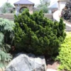 Dwarf Hinoki Cypress Shrub 1 Dwarf Hinoki Cypress Shrub -Foliagez Sales Dwarf Hinoki Cypress 600x600 cac0050d 9e2c 4c5e 9007 df543b90c8f8