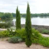 Dwarf Italian Cypress -Foliagez Sales Dwarf Italian Cypress FGT 600x600 92a2cb74 73ff 4a97 b196 bc7b5658ce58