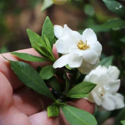 Dwarf Radicans Gardenia -Foliagez Sales Dwarf Radicans Gardenia 6