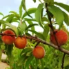 Early White Giant Peach Tree -Foliagez Sales Early White Giant Peach Tree 350