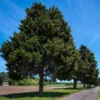 Eastern Red Cedar Tree -Foliagez Sales Eastern Red Cedar 600x600 FGT