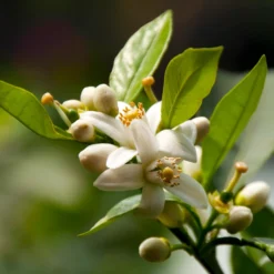 EasyPeel Clementine Tree -Foliagez Sales Easy Peel Clementine 5