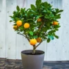 EasyPeel Clementine Tree 1 EasyPeel Clementine Tree -Foliagez Sales Easy Peel Clementine FGT 600x600 7715f8b8 7ade 444c b849 5c8b79e452e4