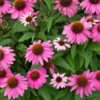 PowWow® Wild Berry Coneflower (Echinacea) -Foliagez Sales Echinacea Pow Wow Wildberry 600x600 80986137 f5bb 49c5 b4c8 9a51315a7b38