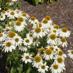 PowWow® White Coneflower (Echinacea) -Foliagez Sales Echinacea PowWow WHite 2