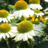 PowWow® White Coneflower (Echinacea) -Foliagez Sales Echinacea PowWow WHite 600x600 4bf42975 0221 4d4c bf26 2b015bfb0f3a