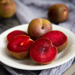 Elephant Heart Plum Tree 8 Elephant Heart Plum Tree -Foliagez Sales Elephant Heart Plum 1