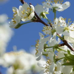 Elephant Heart Plum Tree 9 Elephant Heart Plum Tree -Foliagez Sales Elephant Heart Plum 2